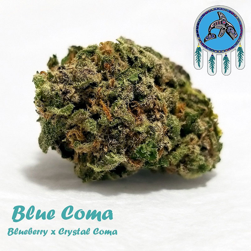 Blue Coma Babies weed strain