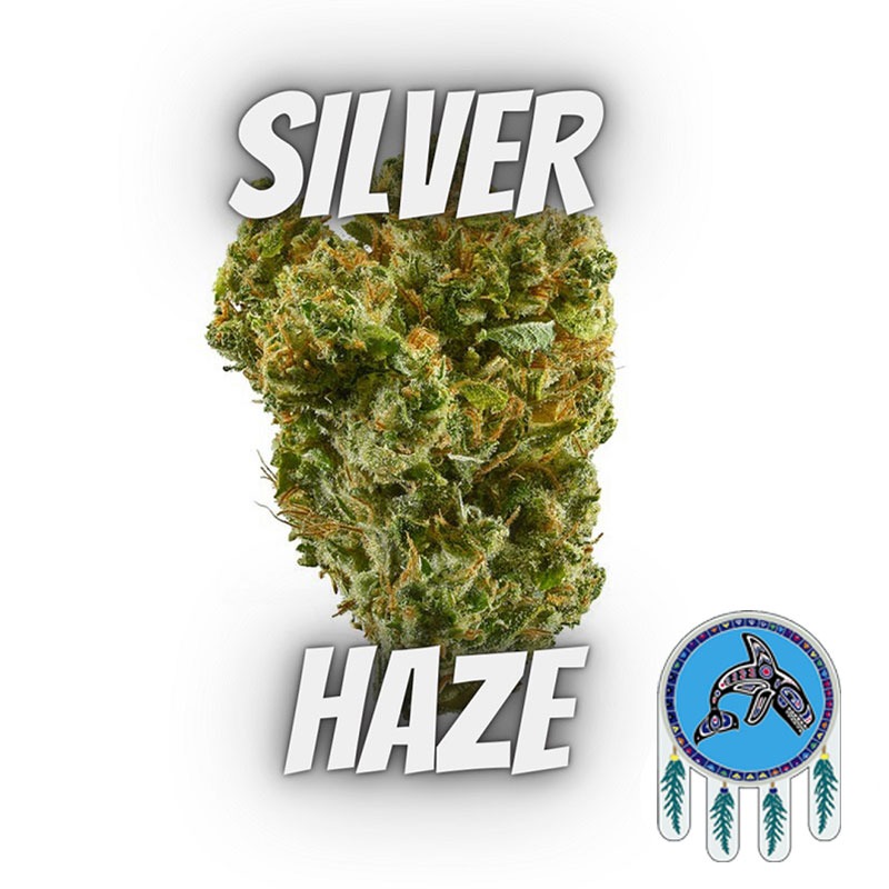 Silver Haze weed strain