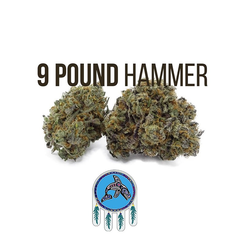 9 Pound Hammer weed strain