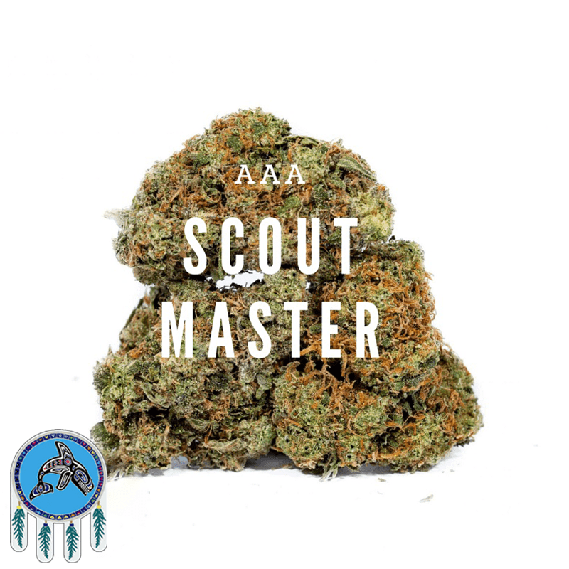 Scout Master weed strain
