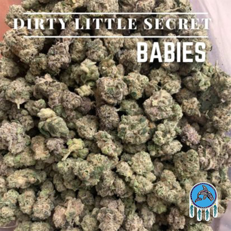 Dirty Little Secret Babies weed strain