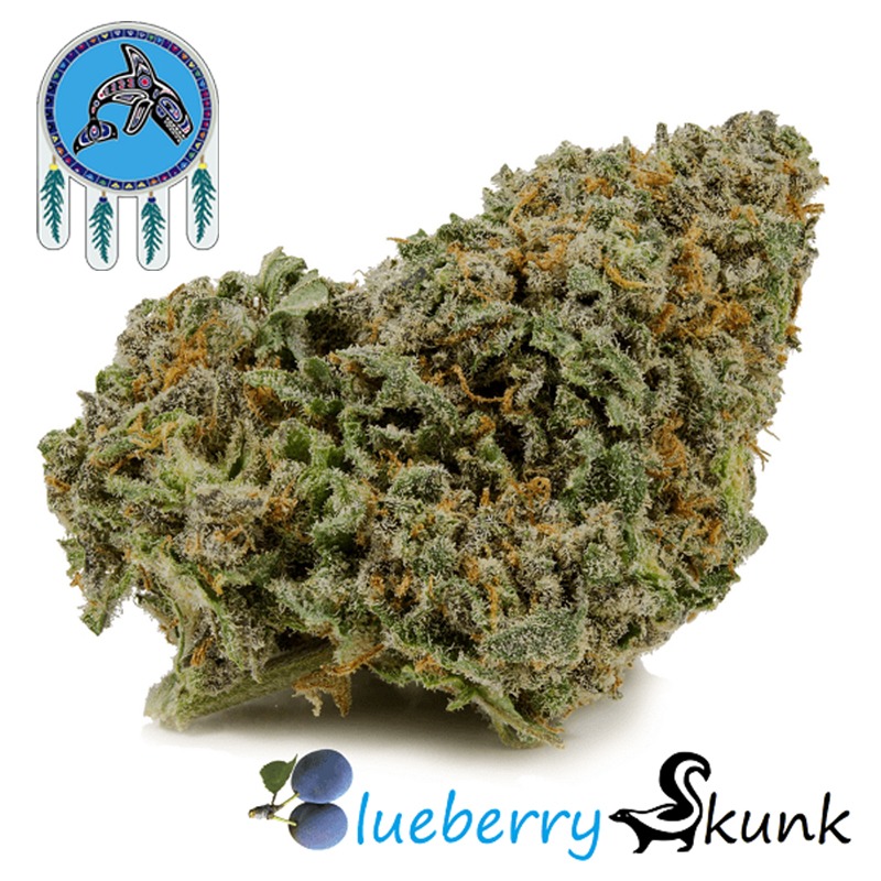 Leafy Blueberry Skunk weed strain
