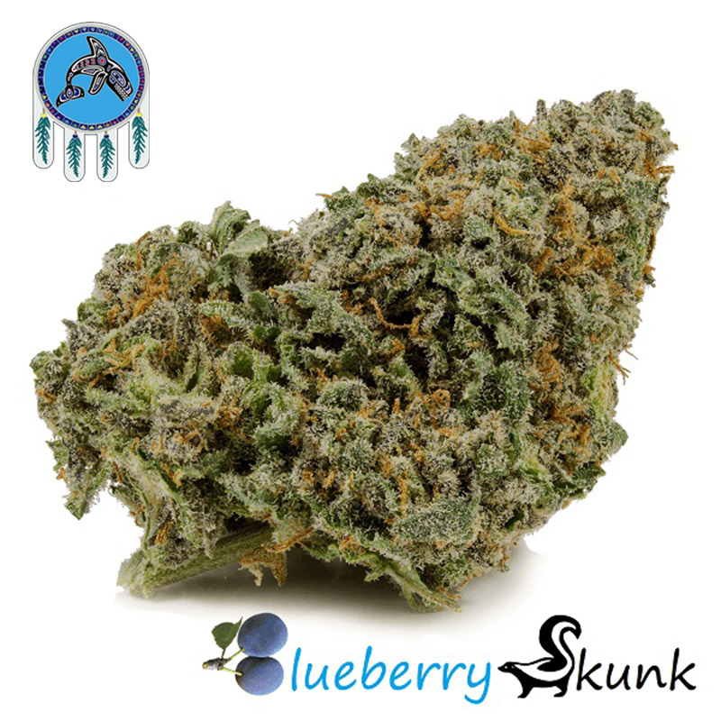 Blueberry Skunk weed strain